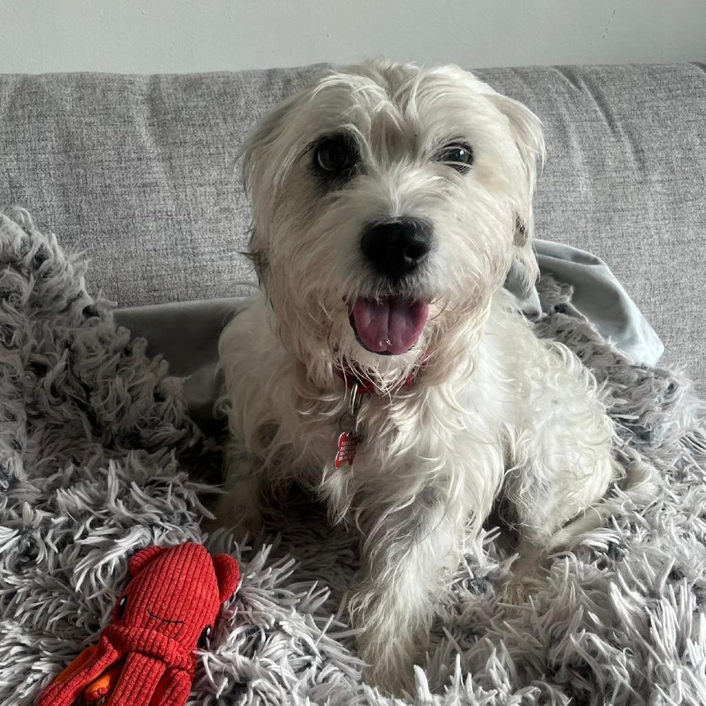 Enlarge Snoopy, a Adoptable mixed breed in Miami, FL image 4/6