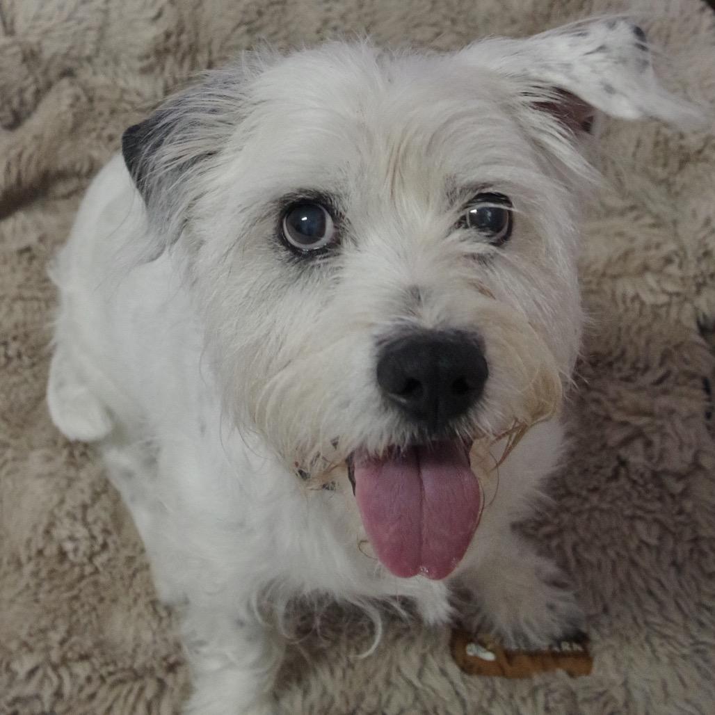 Enlarge Snoopy, a Adoptable mixed breed in Miami, FL image 5/6