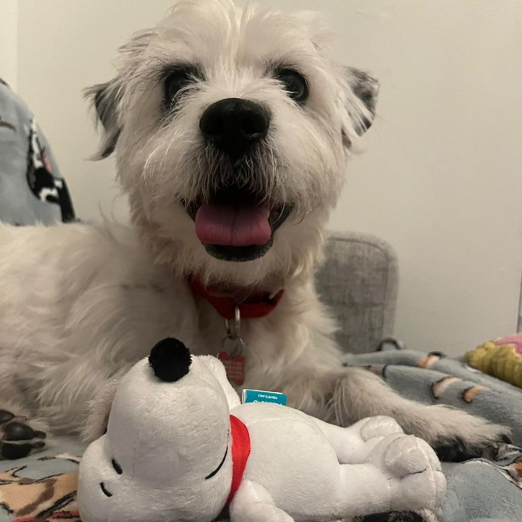 Enlarge Snoopy, a Adoptable mixed breed in Miami, FL image 6/6