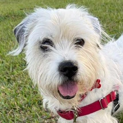 Enlarge Snoopy, a Adoptable mixed breed in Miami, FL image 6/6