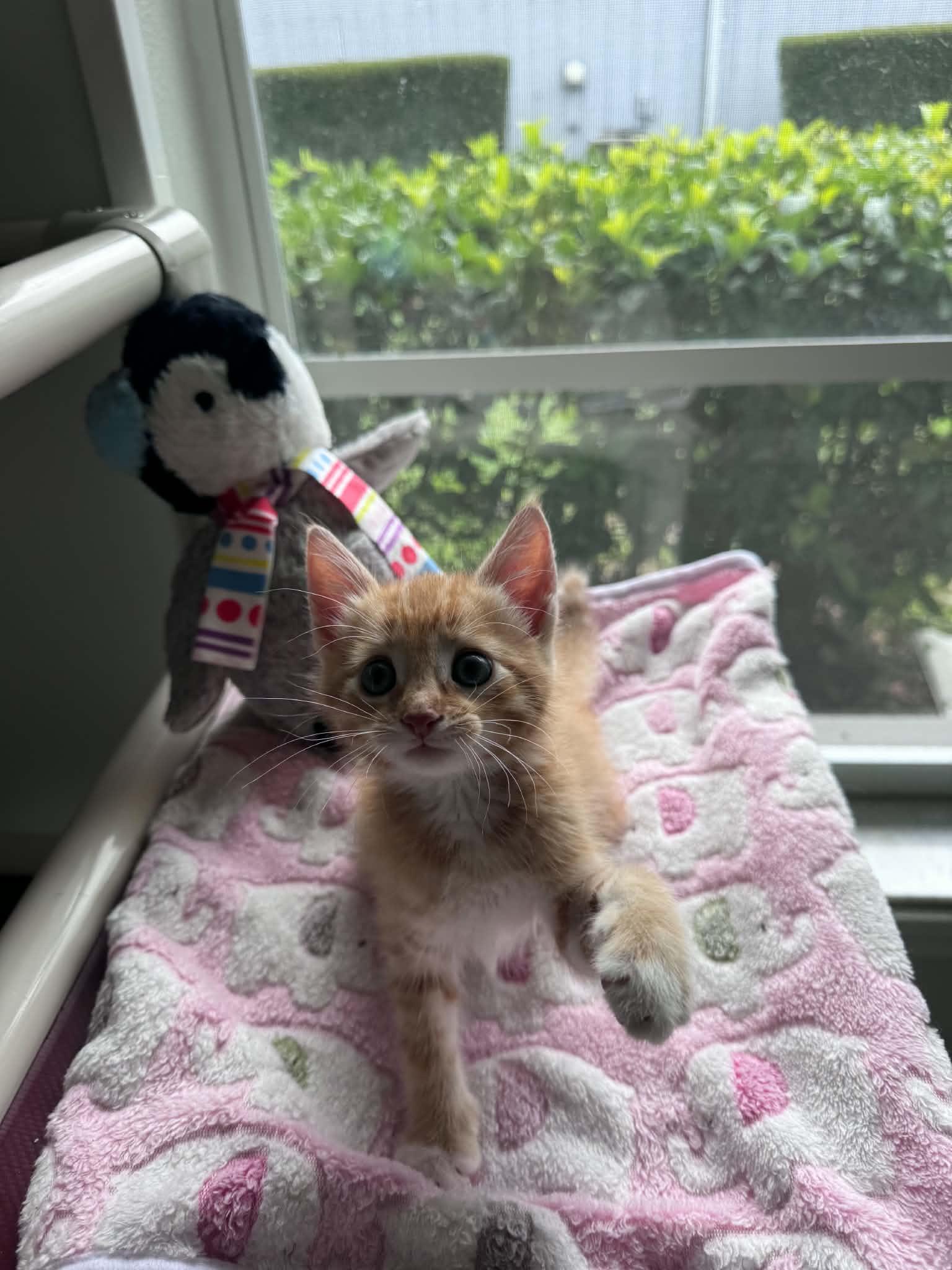 Magmar, an adopted Domestic Short Hair in Myakka City, FL image 6/6