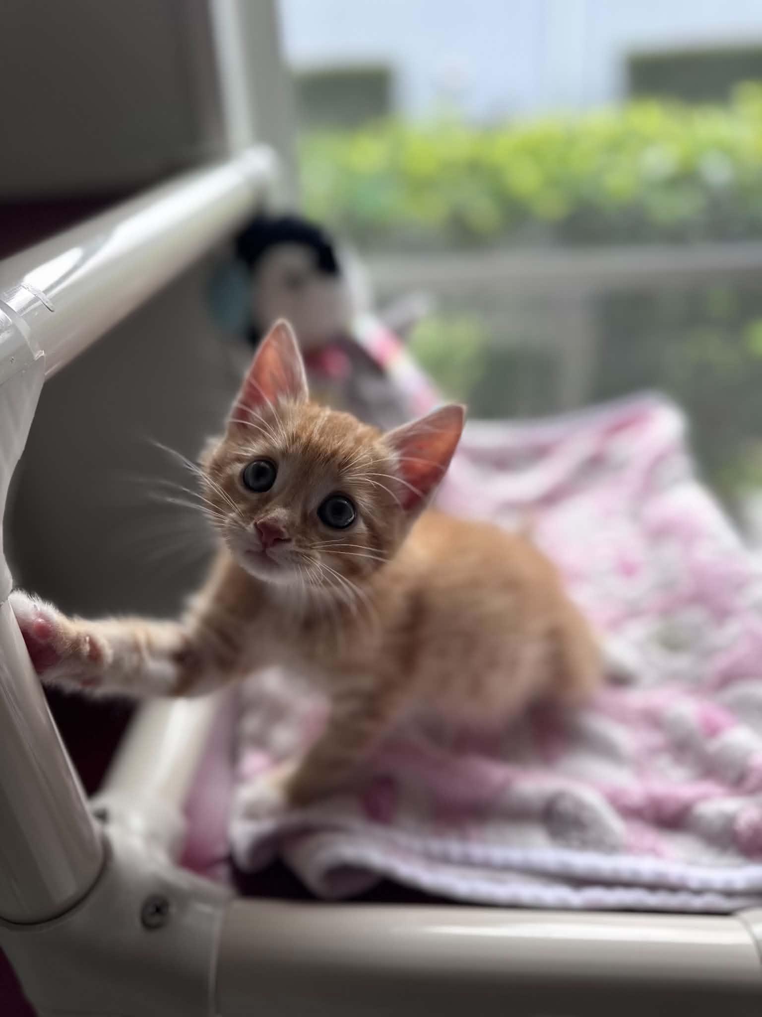 Magmar, adopted, Kitten Male Domestic Short Hair.