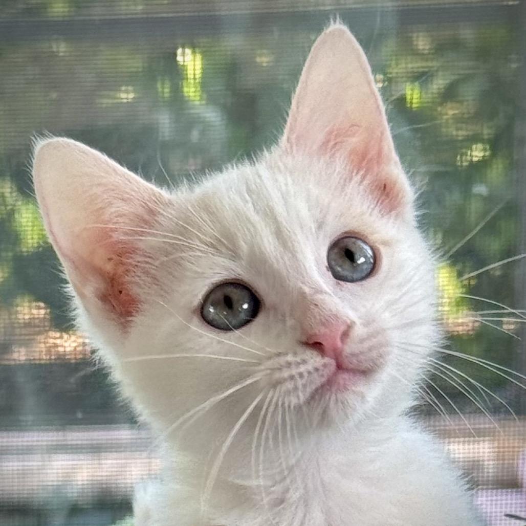 Seashell, a Adoptable Domestic Short Hair in North Port, FL image 1/6
