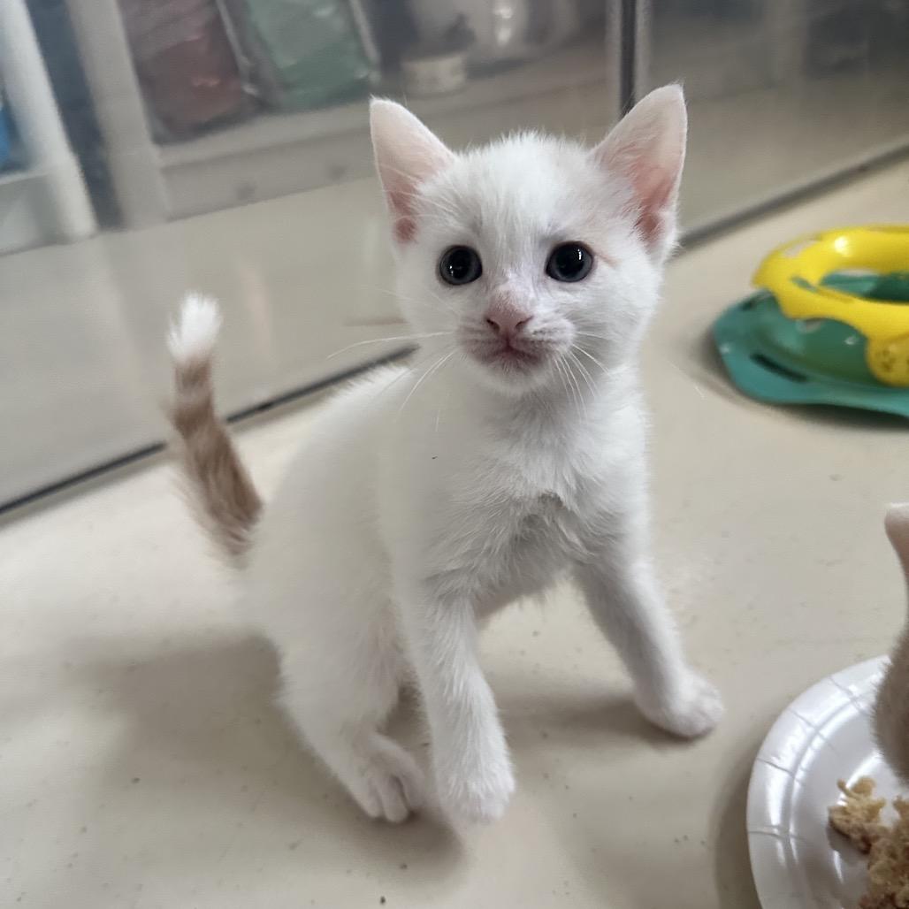 Seashell, a Adoptable Domestic Short Hair in North Port, FL image 2/6