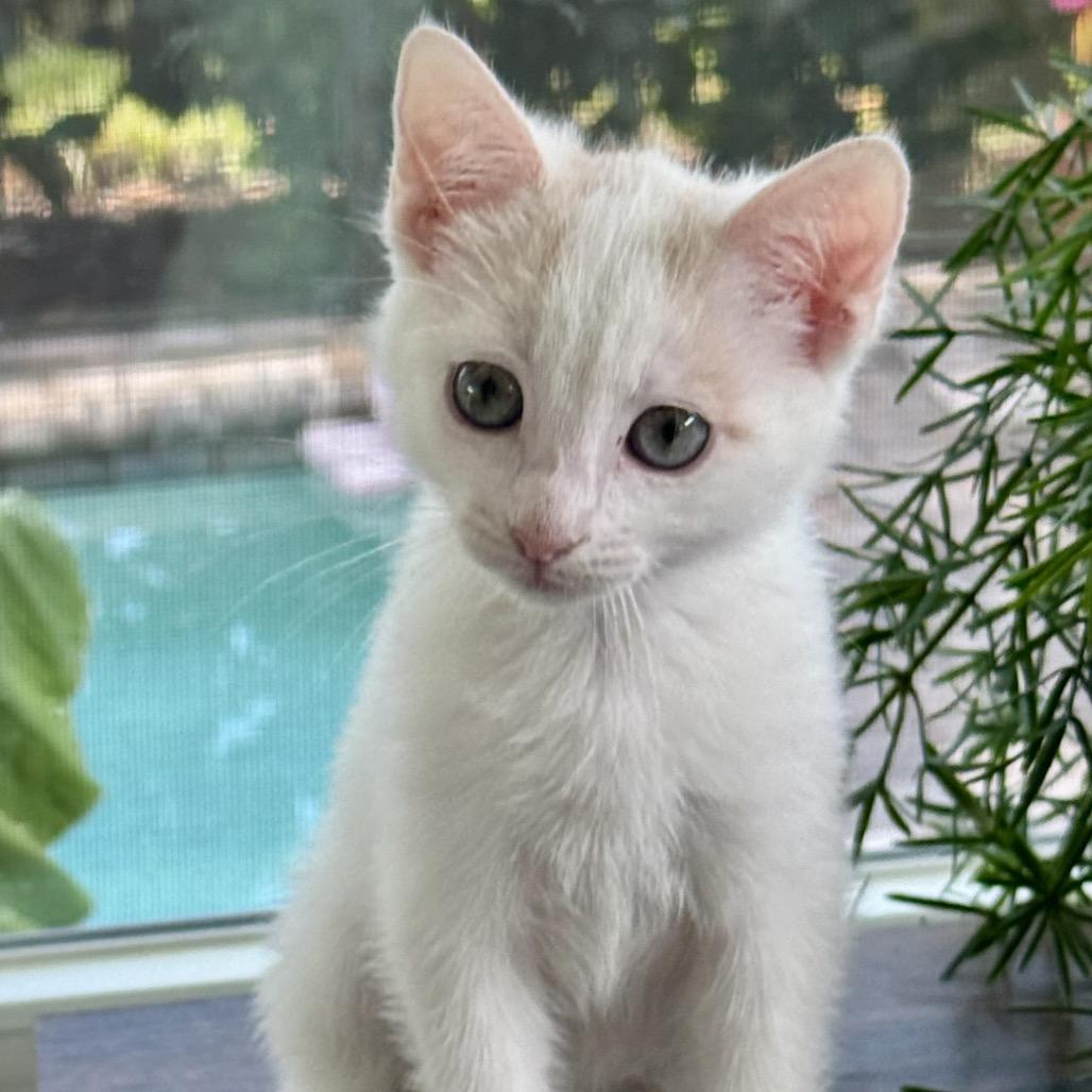 Seashell, a Adoptable Domestic Short Hair in North Port, FL image 3/6