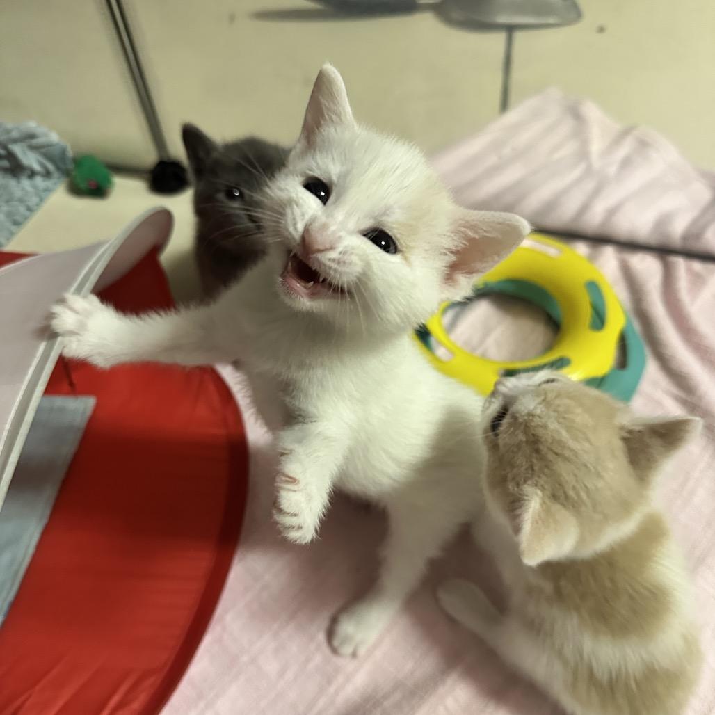Seashell, a Adoptable Domestic Short Hair in North Port, FL image 5/6