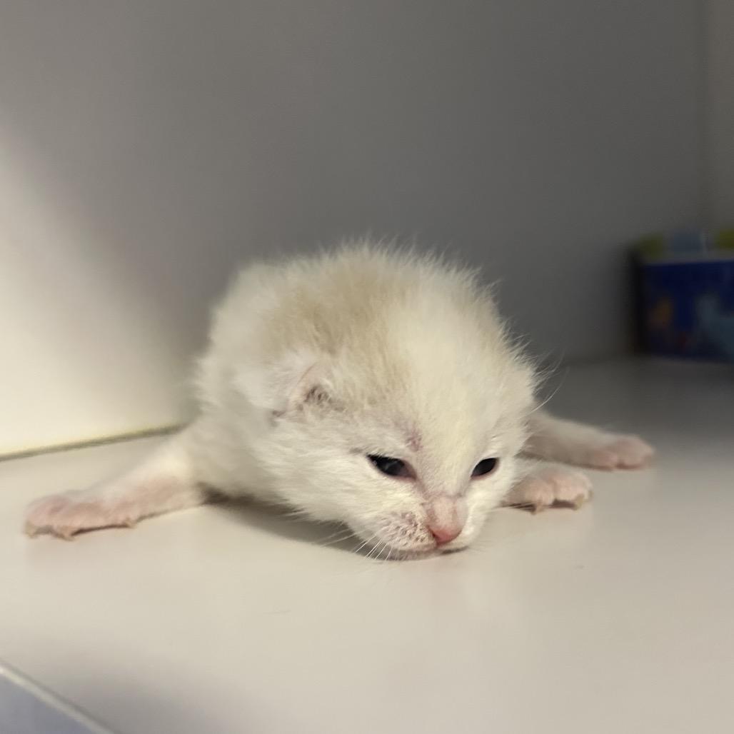 Seashell, a Adoptable Domestic Short Hair in North Port, FL image 6/6