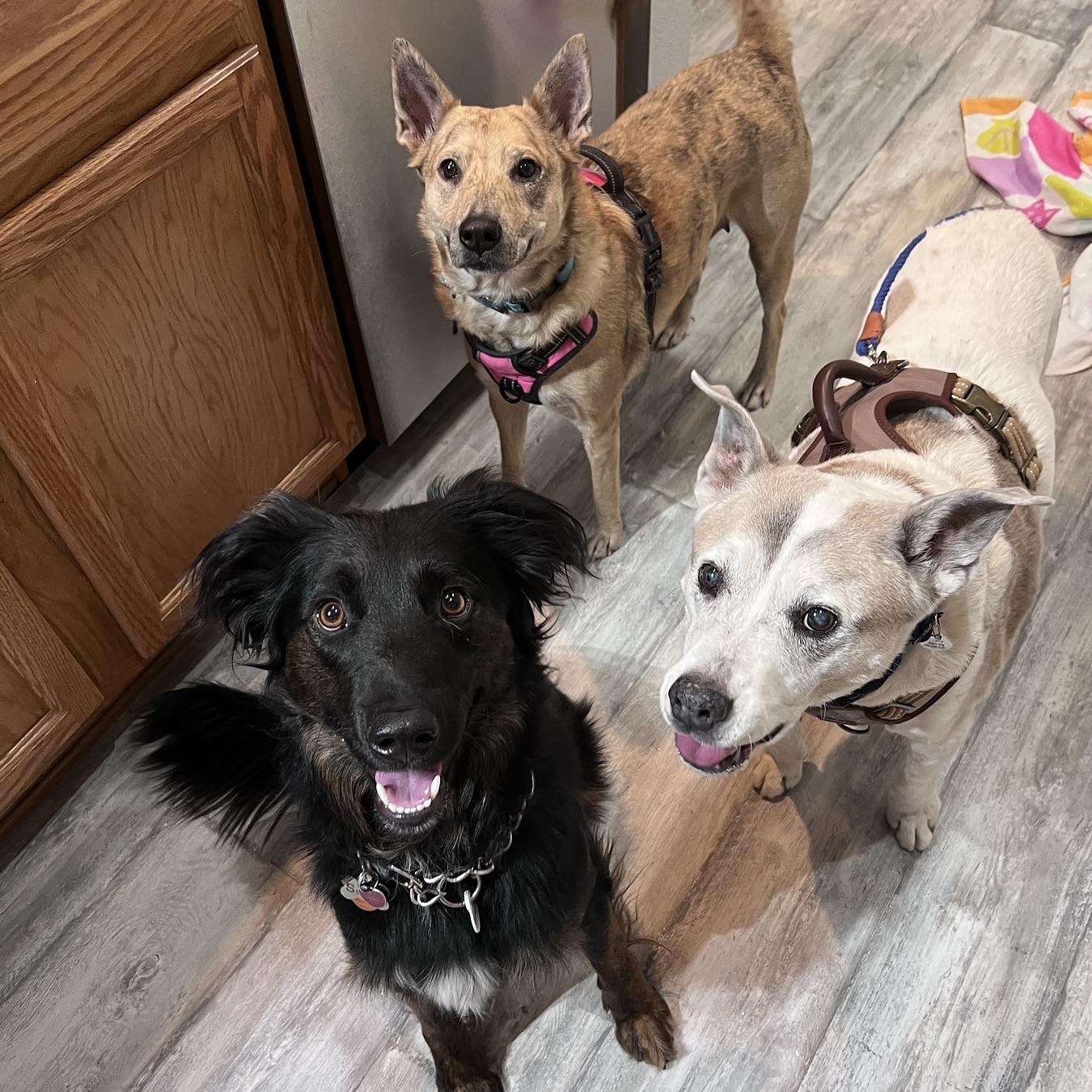 Buckaroo in Colorado, a ADOPTABLE mixed breed in Boulder, CO image 2/6