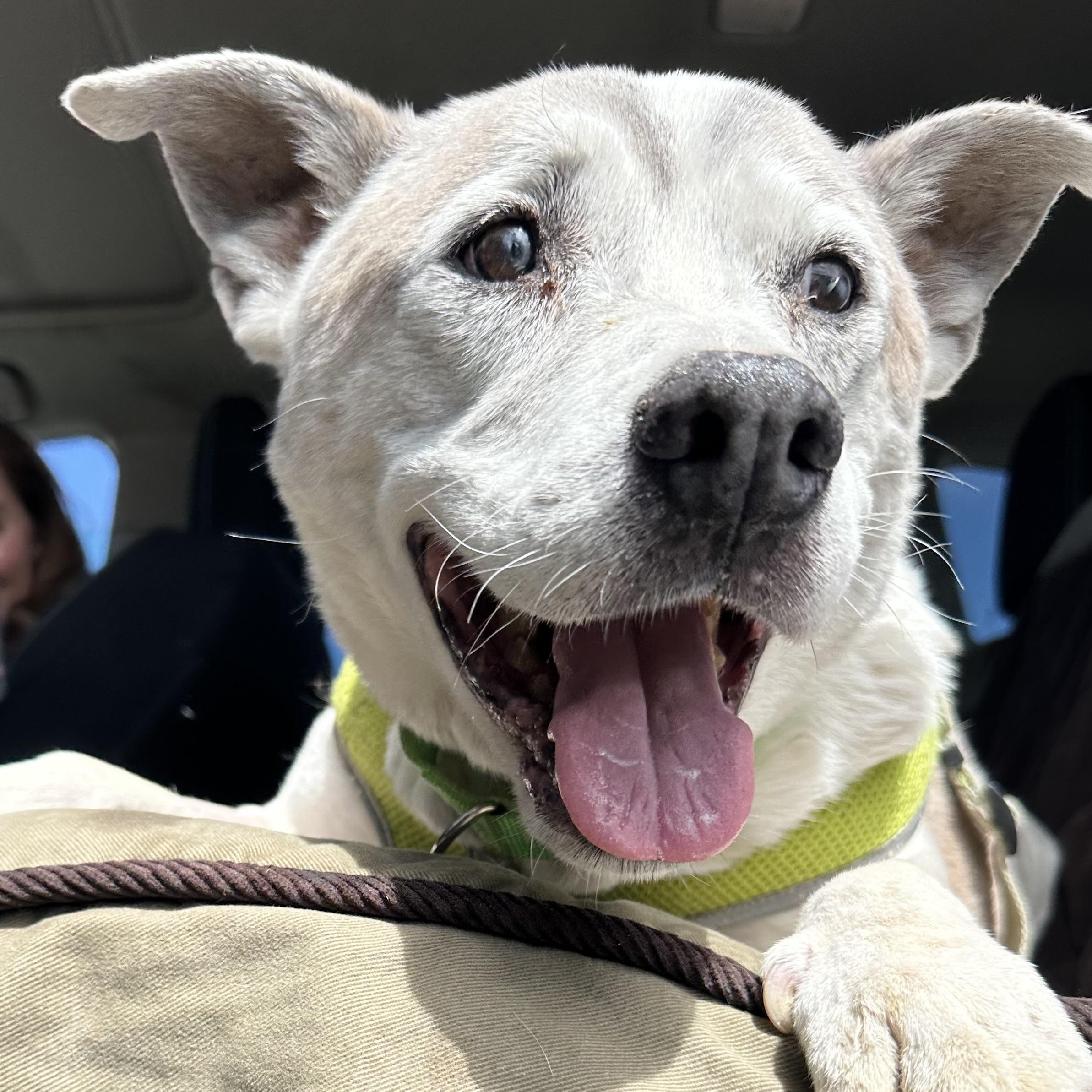 Buckaroo in Colorado, a ADOPTABLE mixed breed in Boulder, CO image 6/6