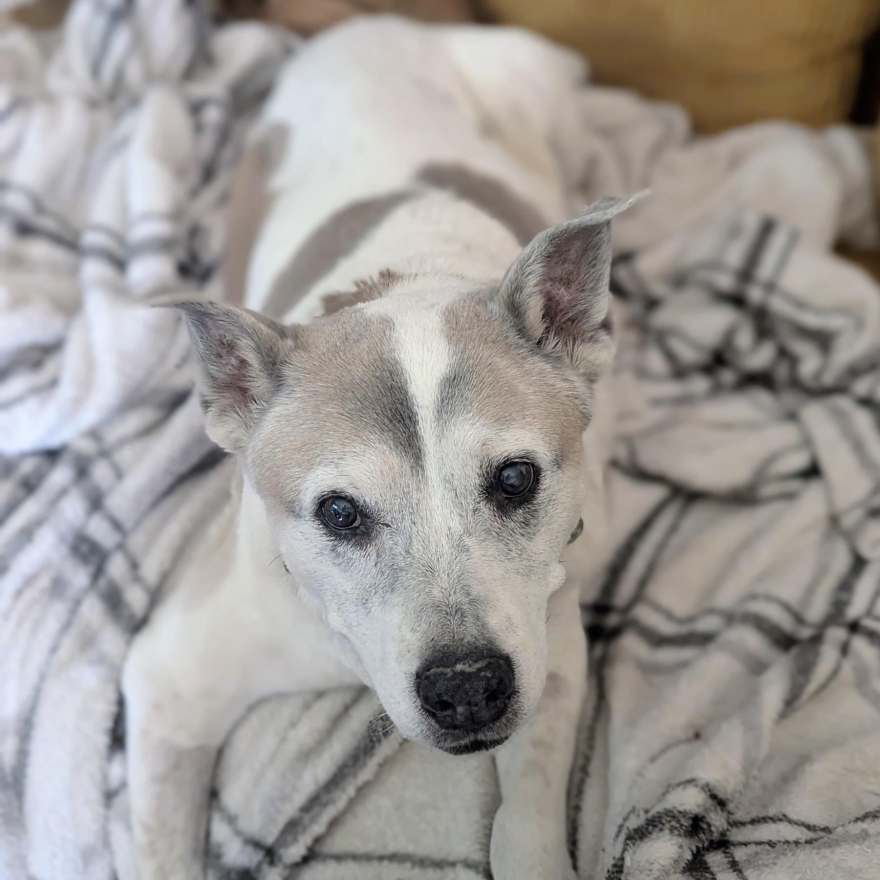 Buckaroo in Colorado, a ADOPTABLE mixed breed in Boulder, CO image 4/6