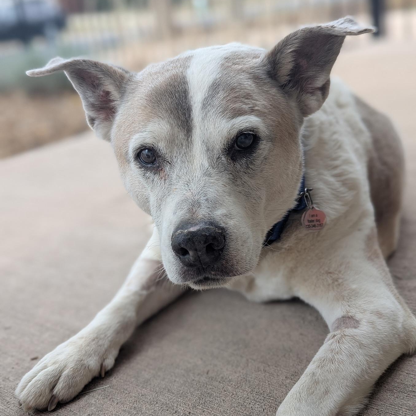 Buckaroo in Colorado, ADOPTABLE, Senior Male Mixed Breed.