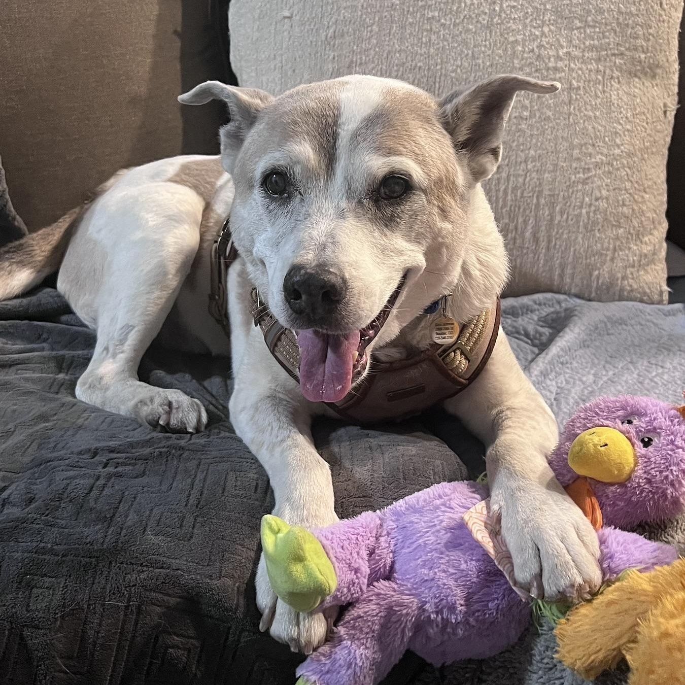 Buckaroo in Colorado, a ADOPTABLE mixed breed in Boulder, CO image 3/6