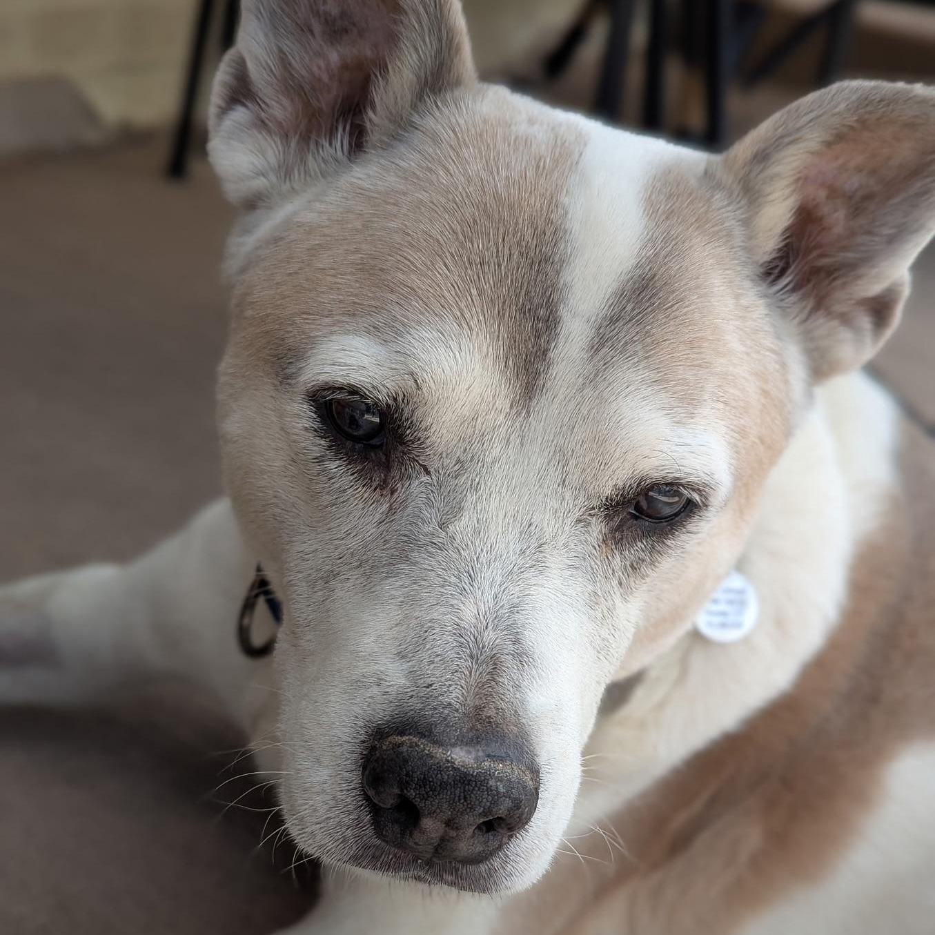 Buckaroo in Colorado, a ADOPTABLE mixed breed in Boulder, CO image 5/6