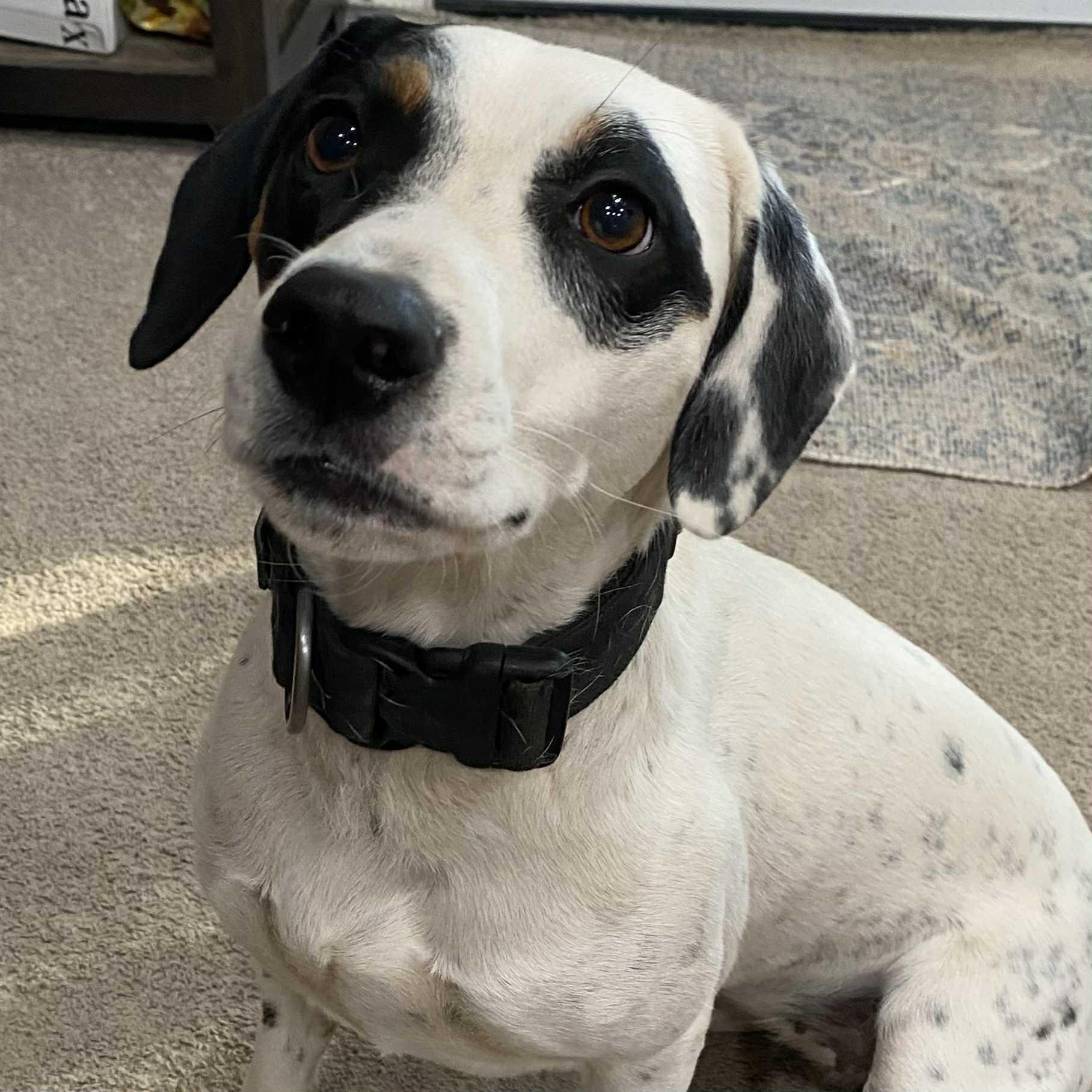 Izzy, Adoptable, Young Female English Pointer.