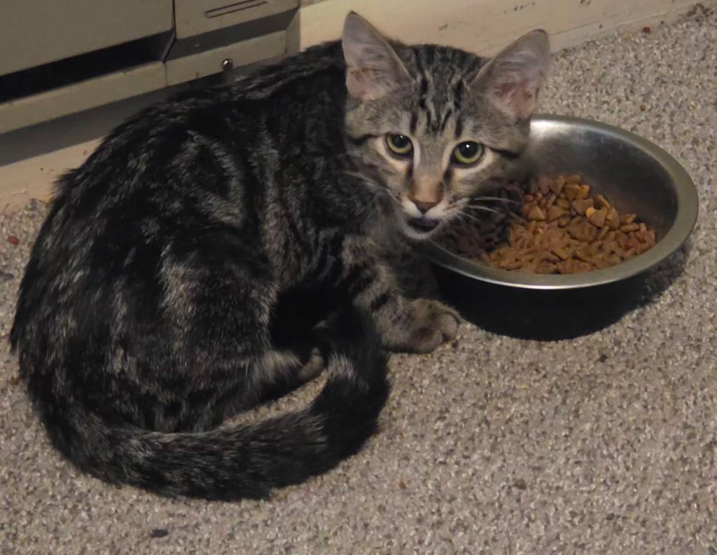 Enlarge Enola, a ADOPTABLE Domestic Short Hair in Pocatello, ID image 2/4