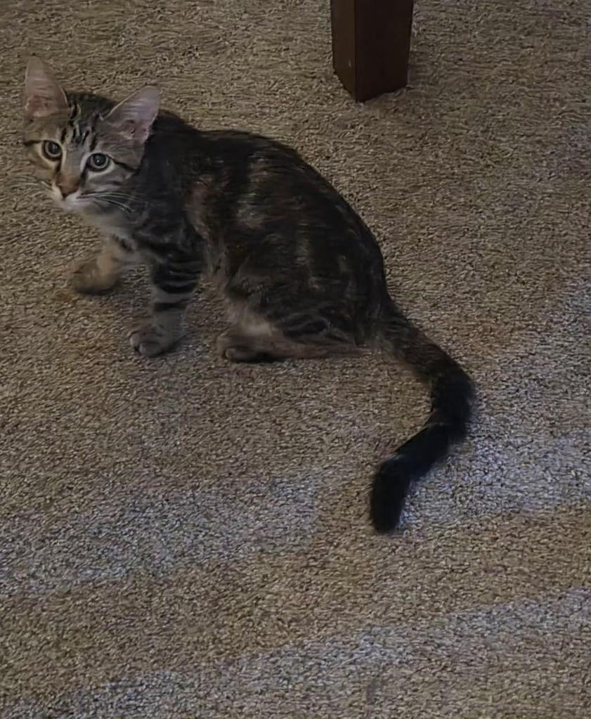 Enlarge Enola, a ADOPTABLE Domestic Short Hair in Pocatello, ID image 3/4