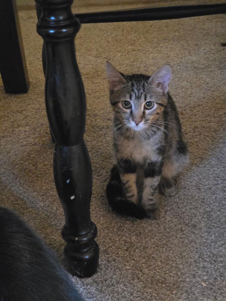 Enola, ADOPTABLE, Kitten Female Domestic Short Hair.