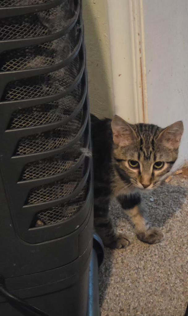 Enlarge Enola, a ADOPTABLE Domestic Short Hair in Pocatello, ID image 4/4