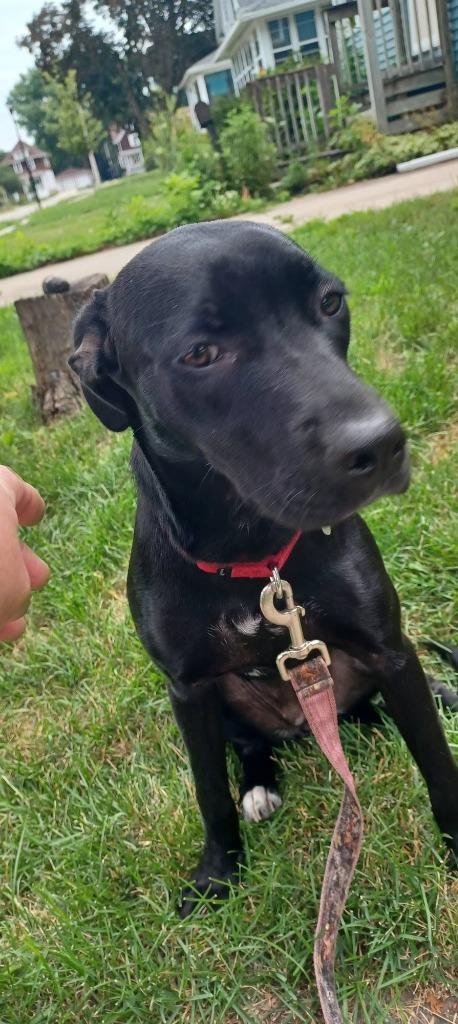 Mastie, a Adoptable mixed breed in Fond Du Lac, WI image 1/6