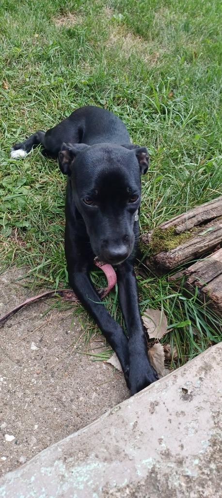 Mastie, a Adoptable mixed breed in Fond Du Lac, WI image 2/6