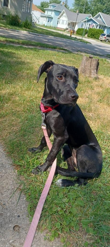 Mastie, a Adoptable mixed breed in Fond Du Lac, WI image 3/6