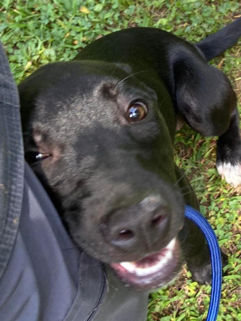 Mastie, a Adoptable mixed breed in Fond Du Lac, WI image 4/6