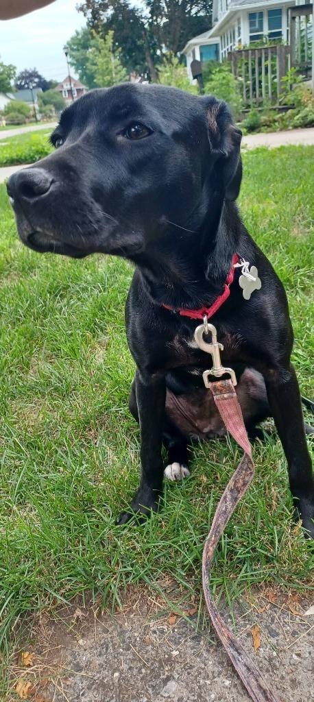 Mastie, a Adoptable mixed breed in Fond Du Lac, WI image 5/6