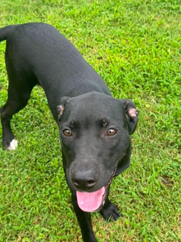 Mastie, a Adoptable mixed breed in Fond Du Lac, WI image 6/6