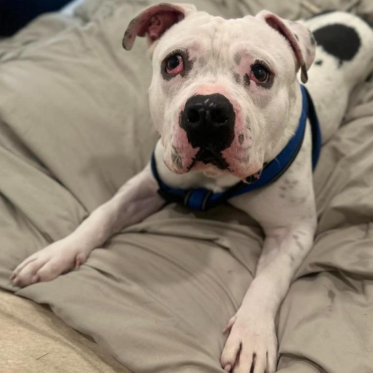 Enlarge TITAN, a Adoptable mixed breed in Perkiomenville, PA image 1/6