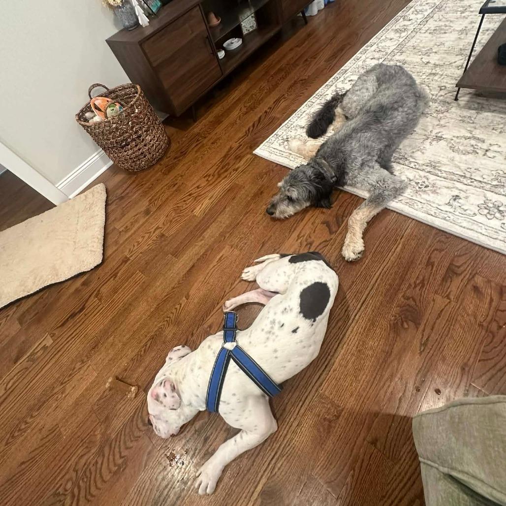 TITAN, Adoptable, Adult Male Pit Bull Terrier & American Bulldog.