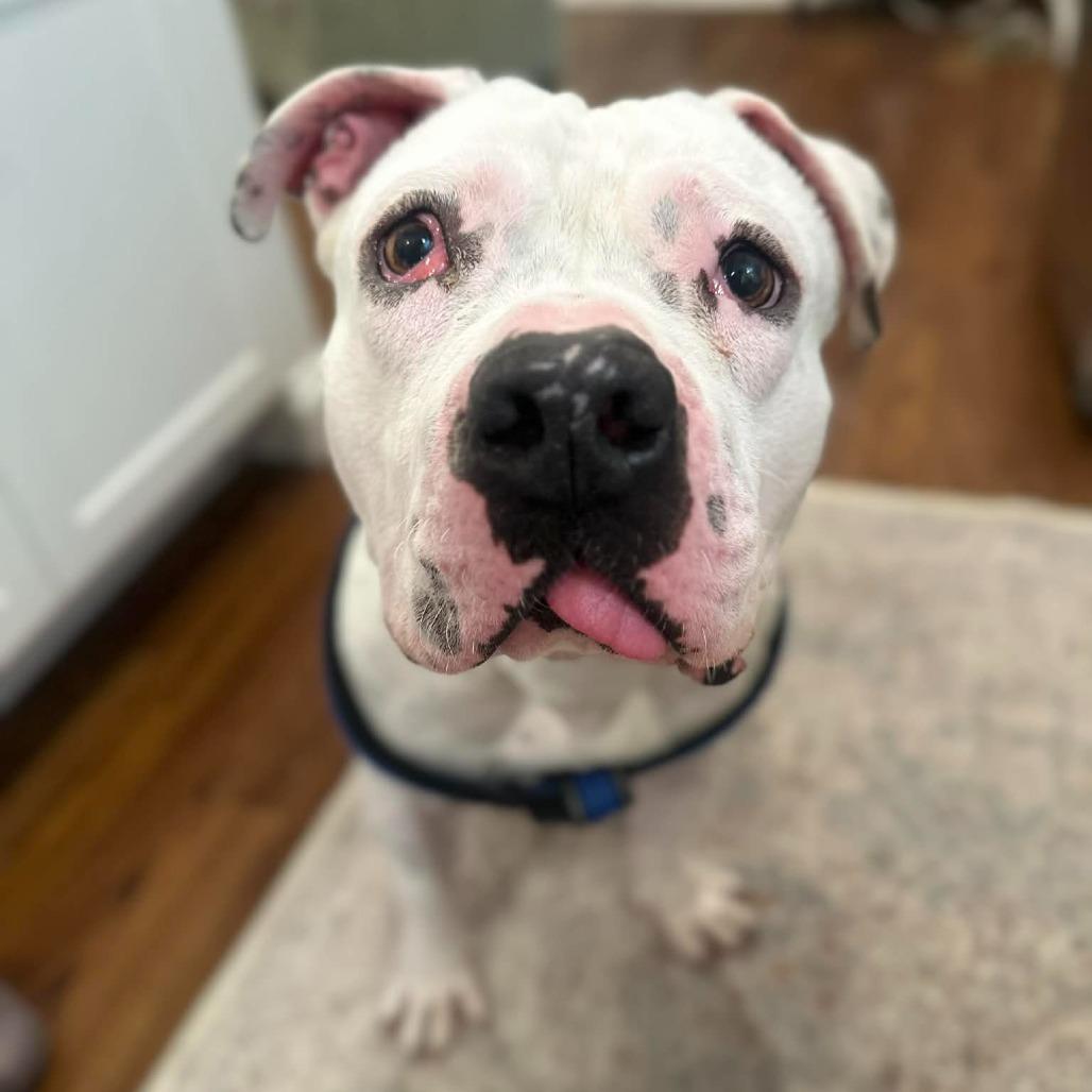 Enlarge TITAN, a Adoptable mixed breed in Perkiomenville, PA image 2/6