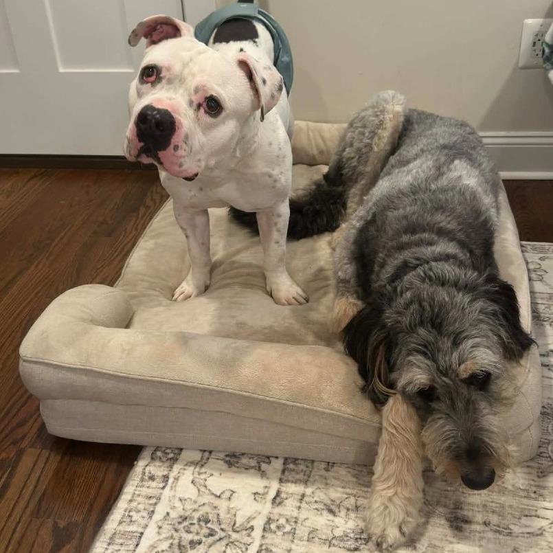 Enlarge TITAN, a Adoptable mixed breed in Perkiomenville, PA image 2/6