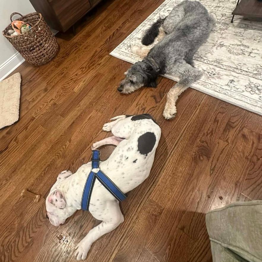 Enlarge TITAN, a Adoptable mixed breed in Perkiomenville, PA image 3/6