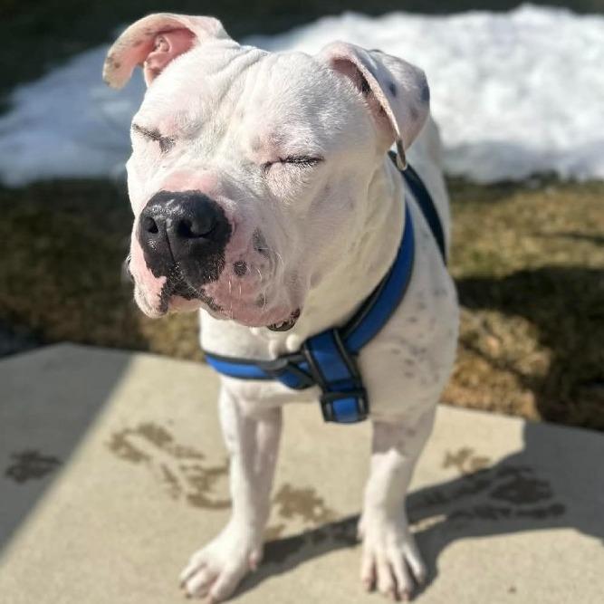 Enlarge TITAN, a Adoptable mixed breed in Perkiomenville, PA image 4/6