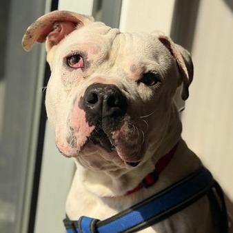 Enlarge TITAN, a Adoptable mixed breed in Perkiomenville, PA image 5/6