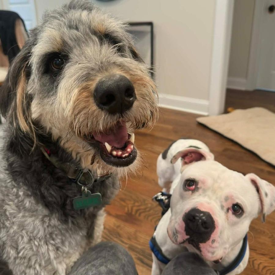 Enlarge TITAN, a Adoptable mixed breed in Perkiomenville, PA image 6/6