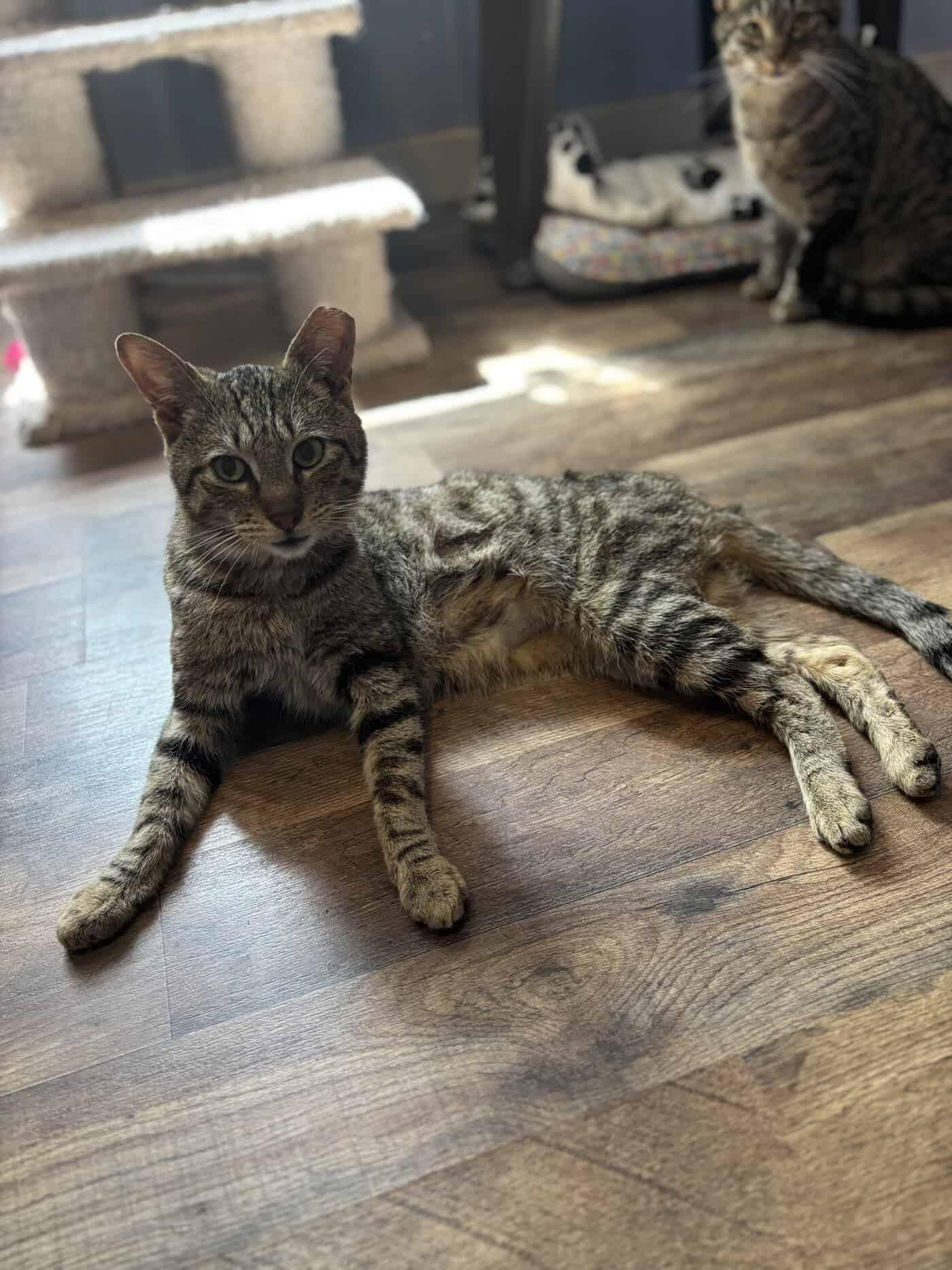 Tucker Kitty, Adoptable, Young Male American Shorthair.