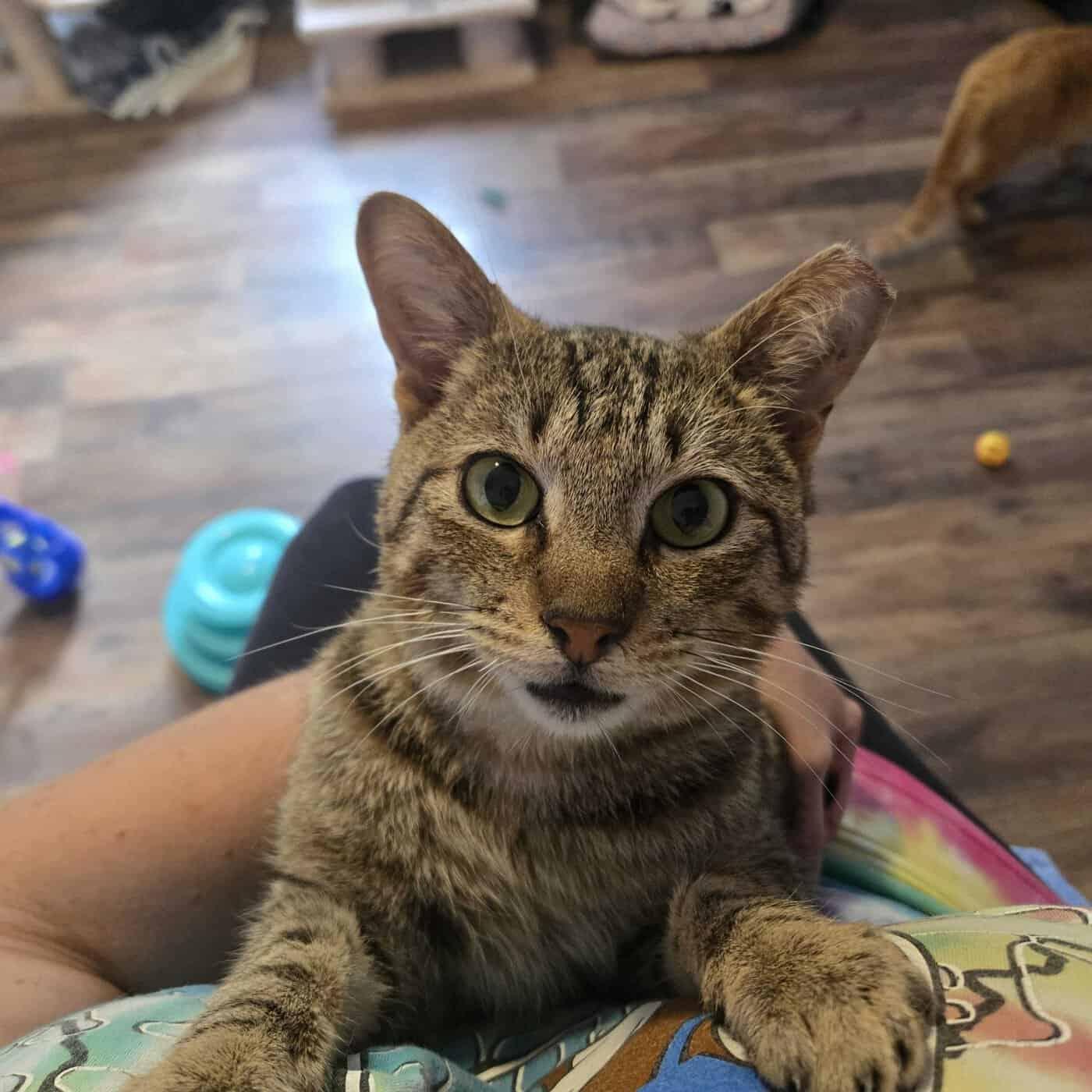 Enlarge Tucker Kitty, a Adoptable American Shorthair in Greenville, SC image 2/3
