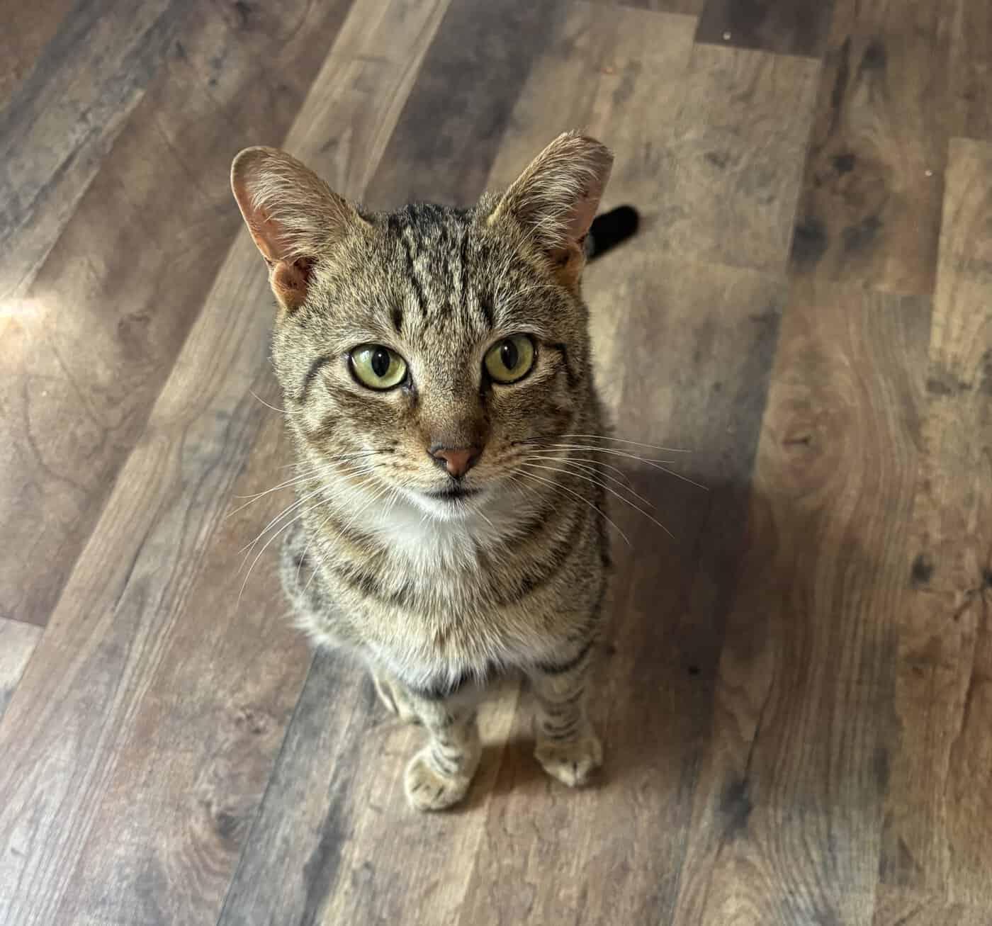 Enlarge Tucker Kitty, a Adoptable American Shorthair in Greenville, SC image 3/3