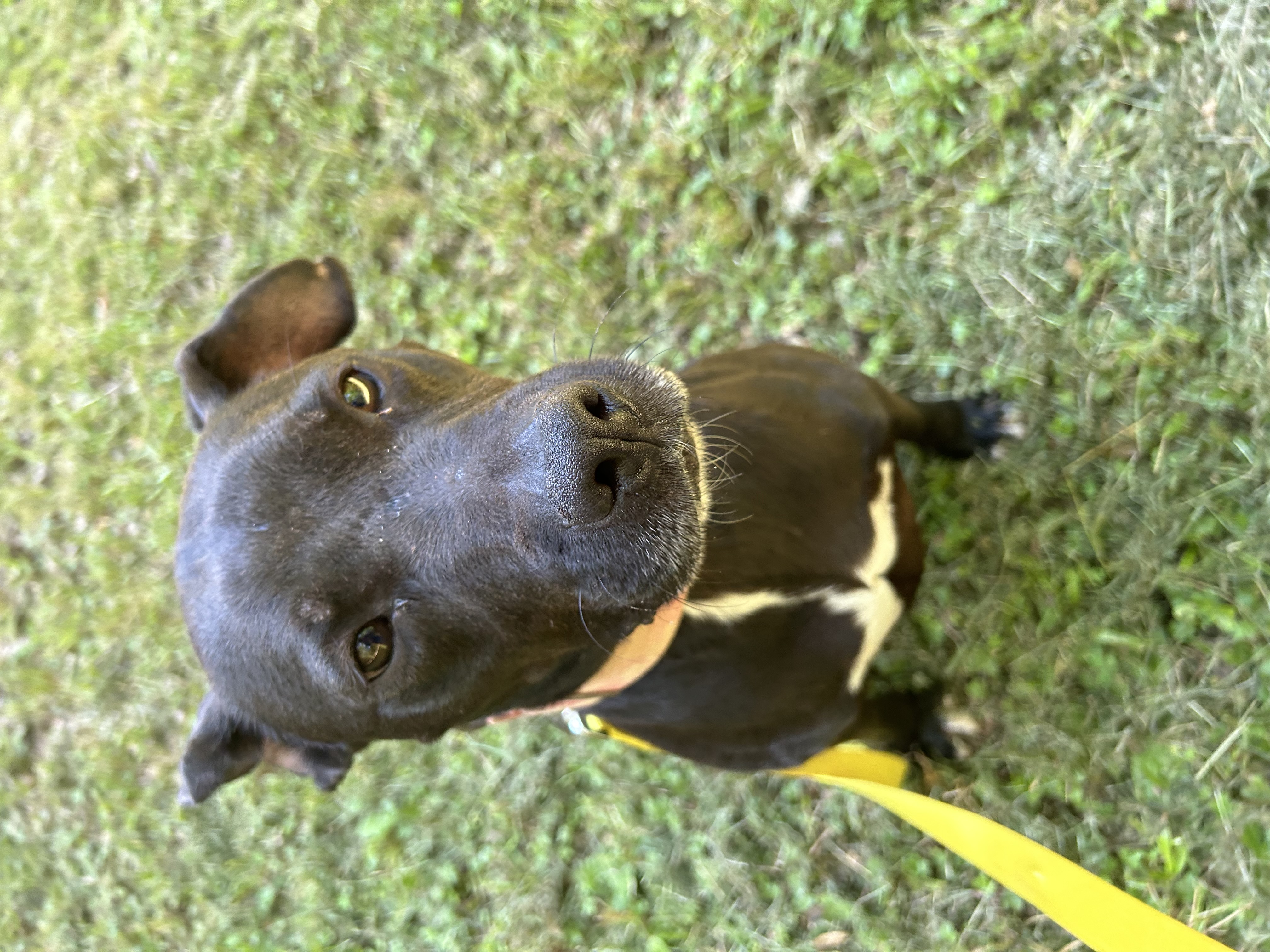 Zeus, a Adoptable Pit Bull Terrier in Anderson, SC image 4/5