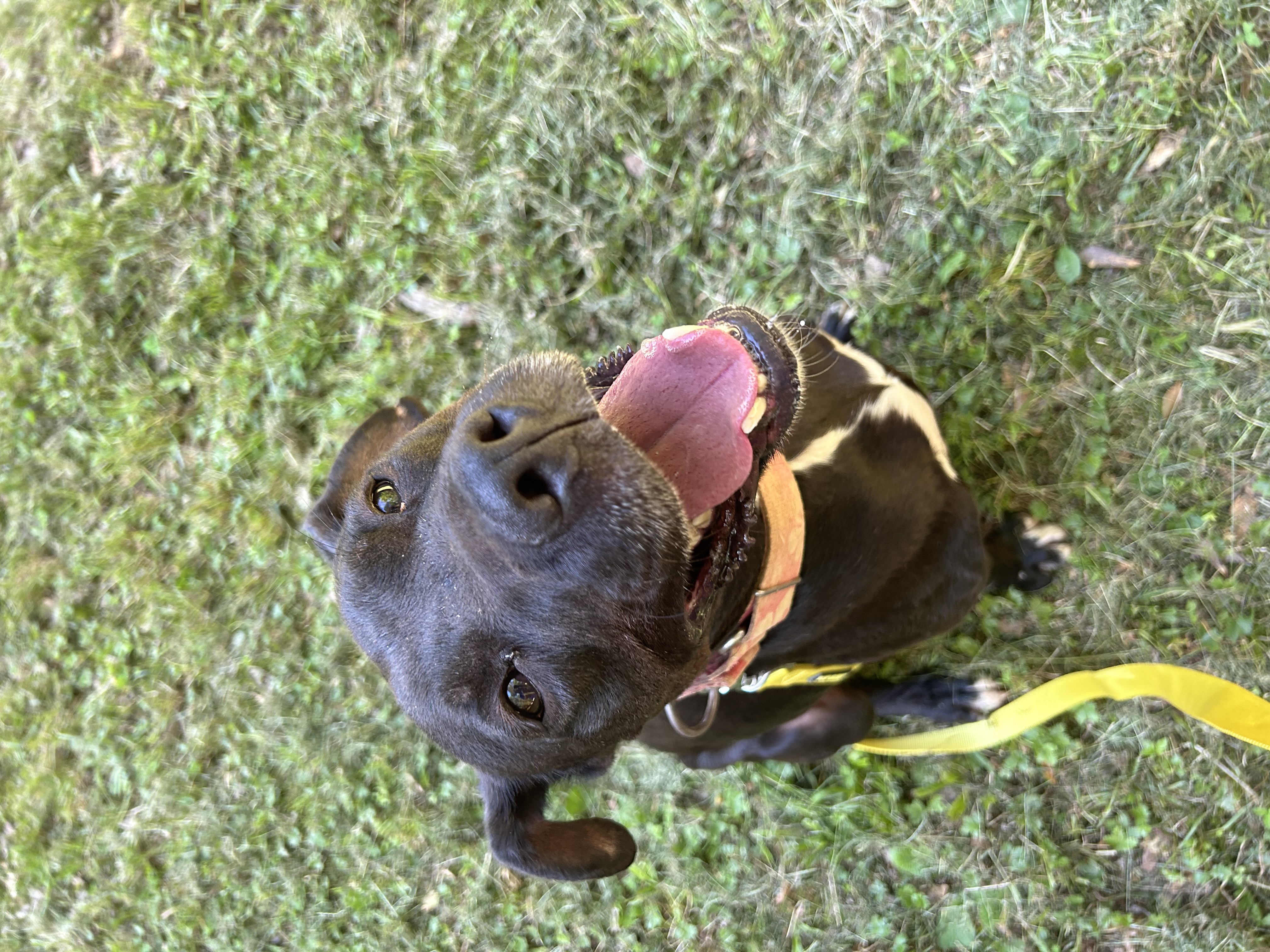Zeus, a Adoptable Pit Bull Terrier in Anderson, SC image 3/5
