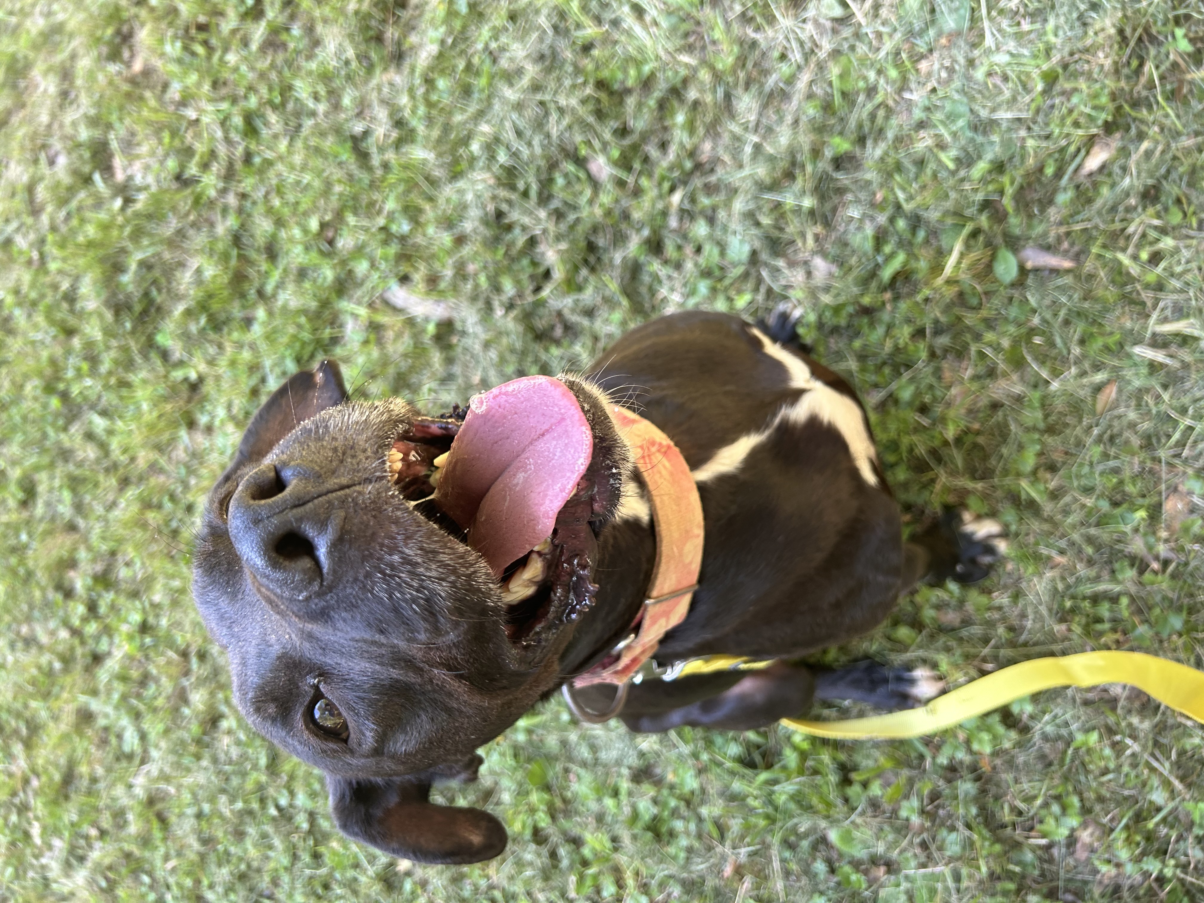 Zeus, a Adoptable Pit Bull Terrier in Anderson, SC image 5/5