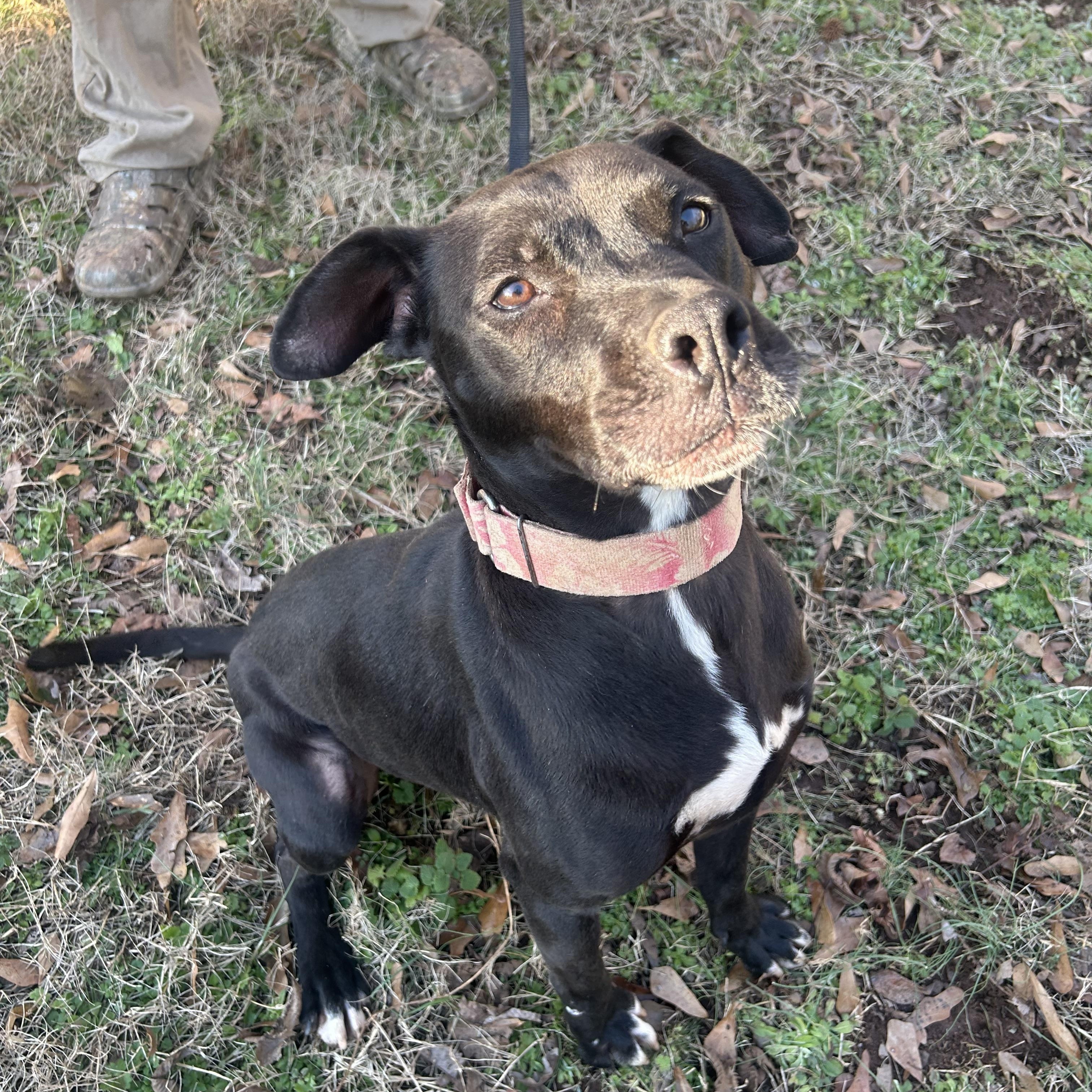Zeus, a Adoptable Pit Bull Terrier in Anderson, SC image 2/5