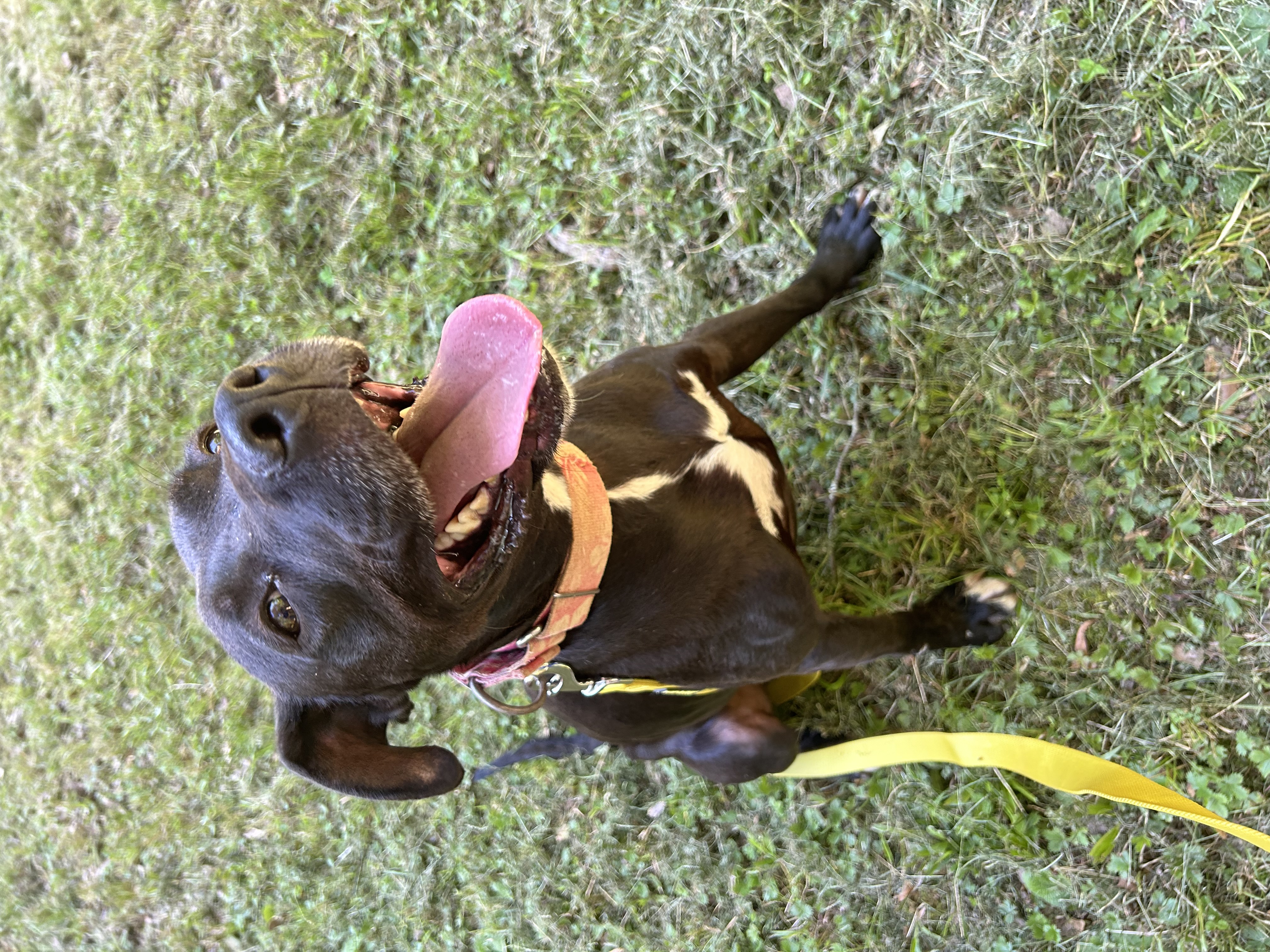 Zeus, a Adoptable Pit Bull Terrier in Anderson, SC image 1/5