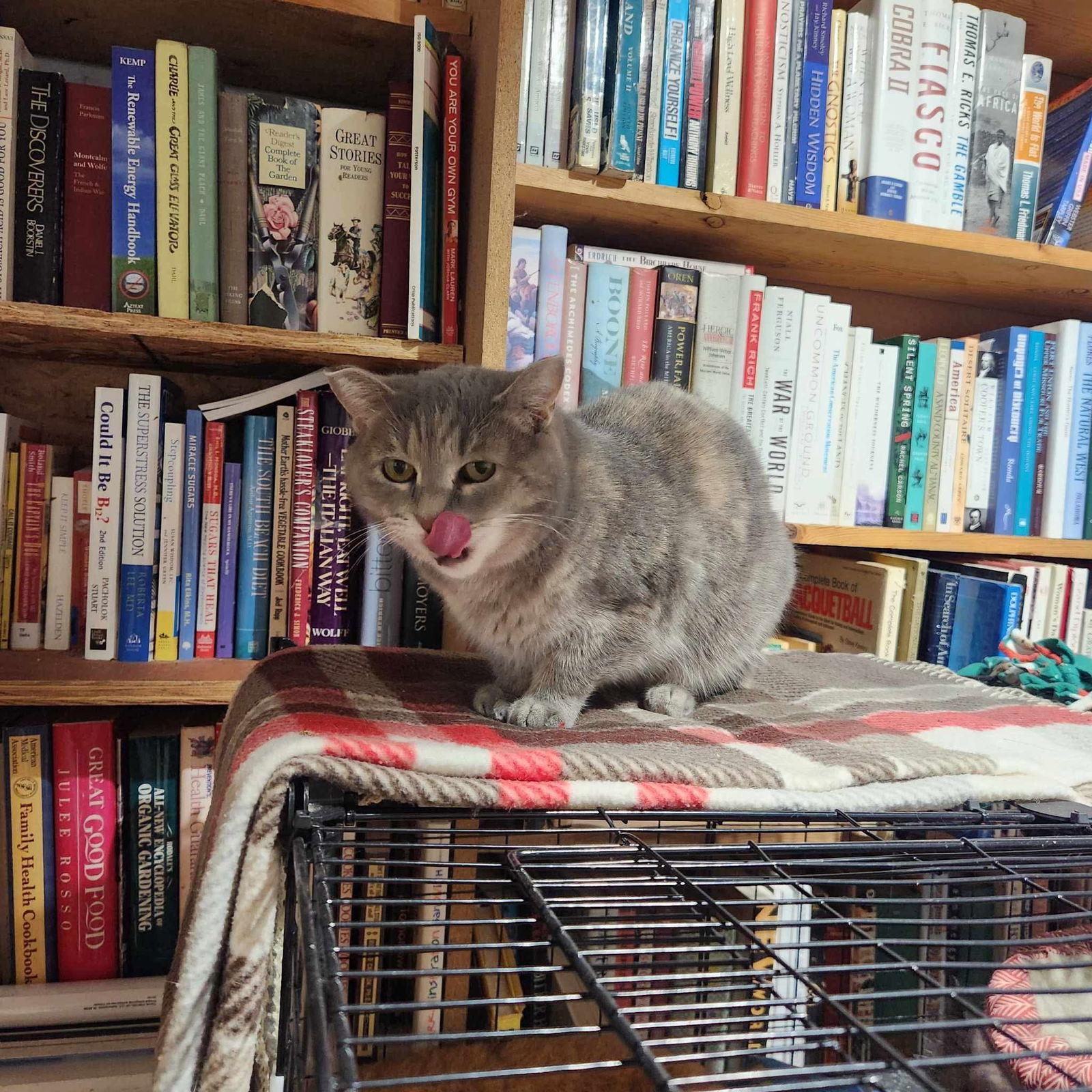 Rose, Adoptable, Young Female Domestic Short Hair.