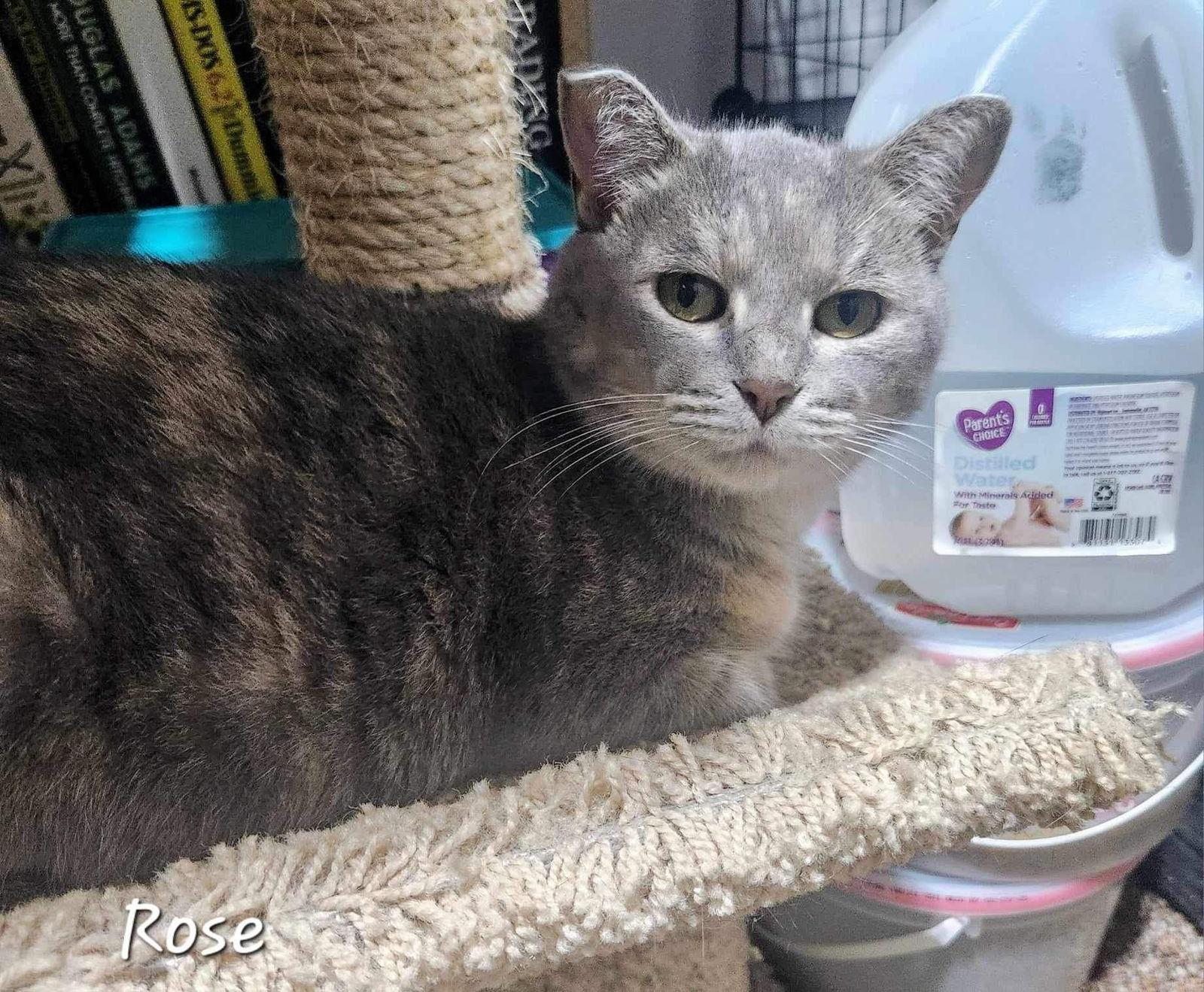 Rose, a Adoptable Domestic Short Hair in Detroit Lakes, MN image 2/3