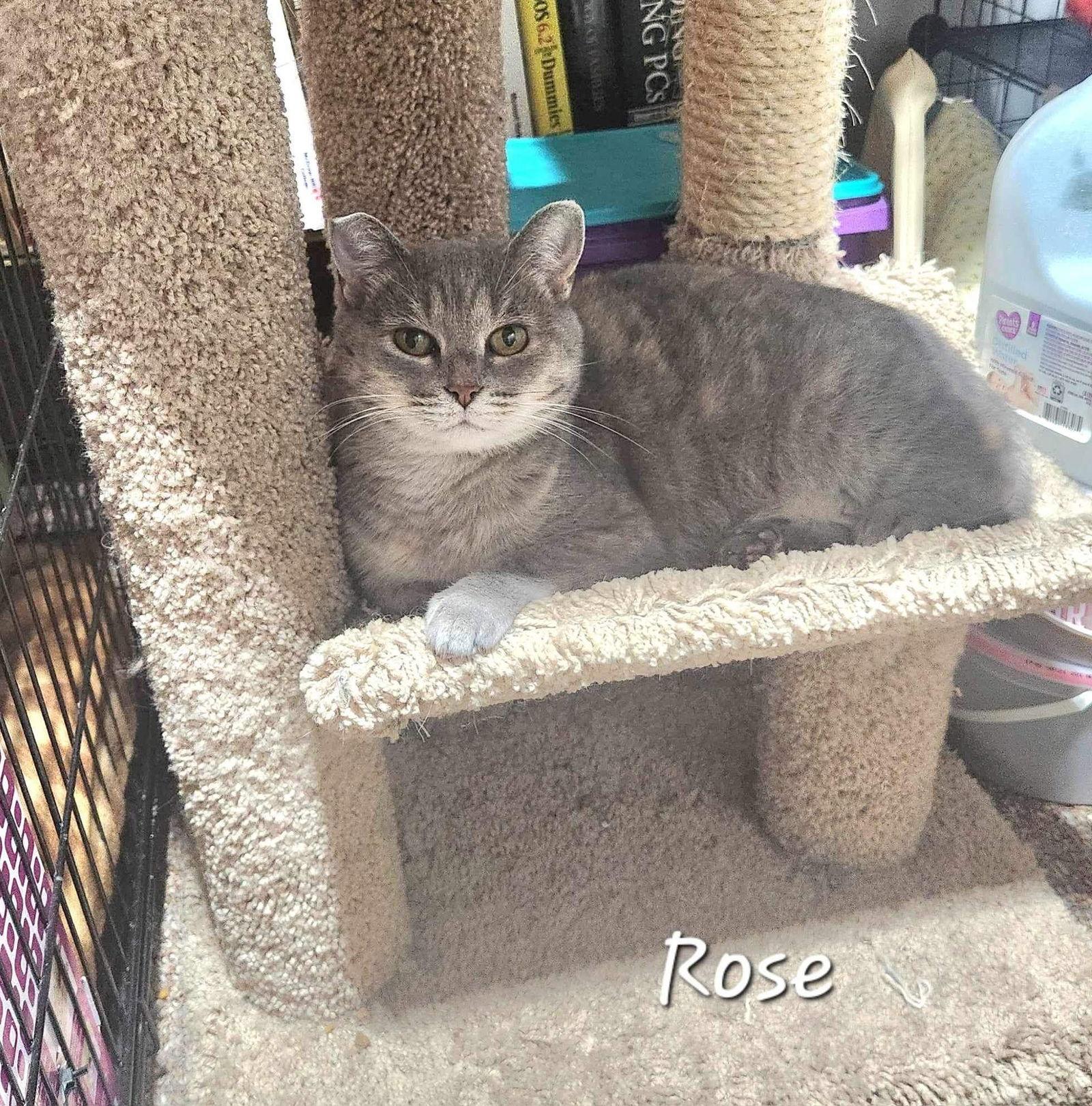 Rose, a Adoptable Domestic Short Hair in Detroit Lakes, MN image 3/3