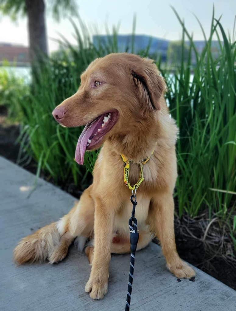 Rufus, Adopted, Adult Male Golden Retriever.