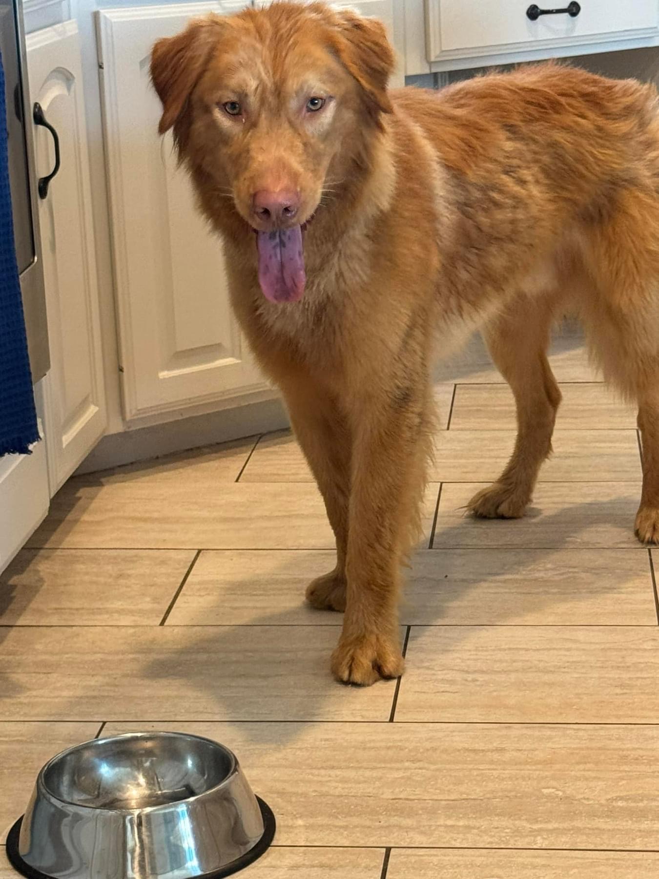 Enlarge Rufus, a Adopted Golden Retriever in Southlake, TX image 2/4