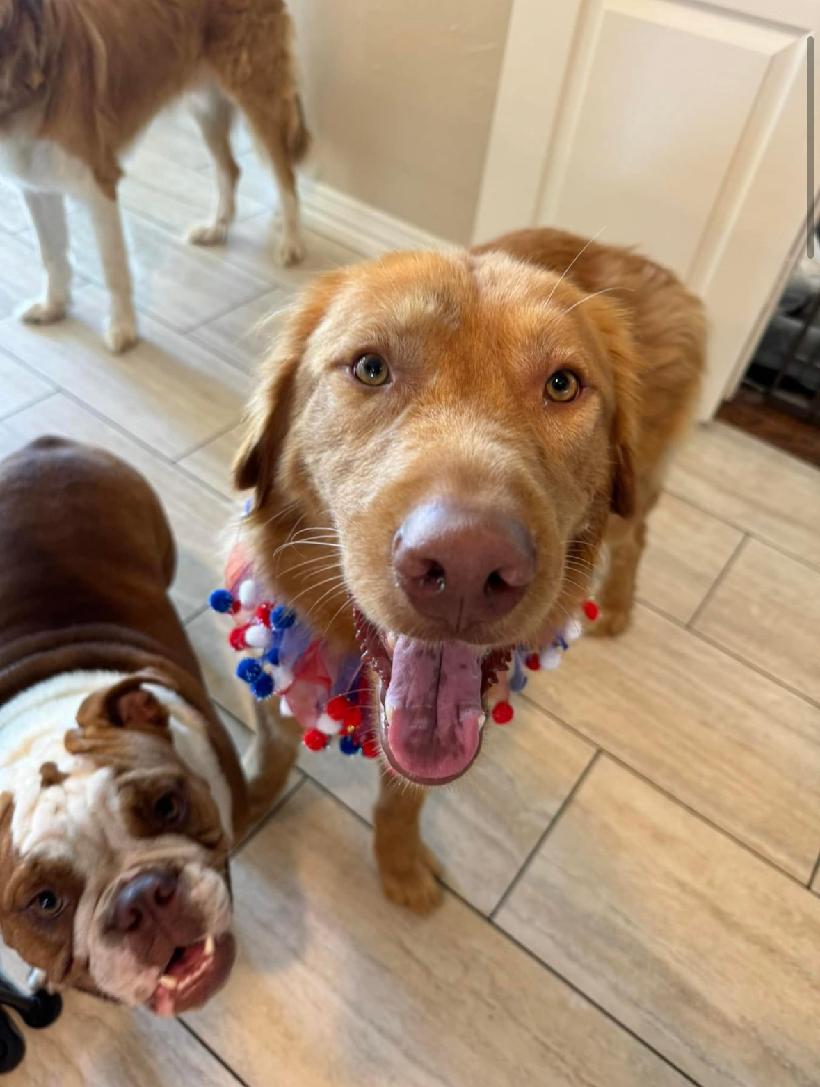 Enlarge Rufus, a Adopted Golden Retriever in Southlake, TX image 3/4